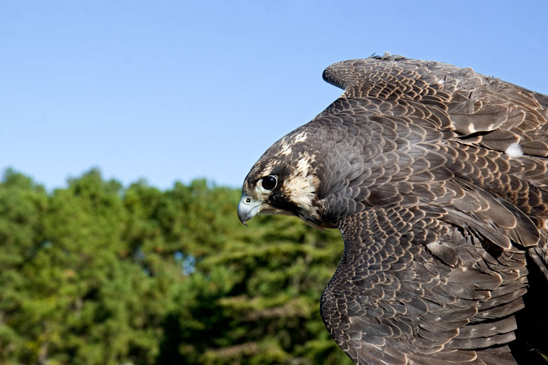 _MG_6876-2.jpg - Peregrine Falcon