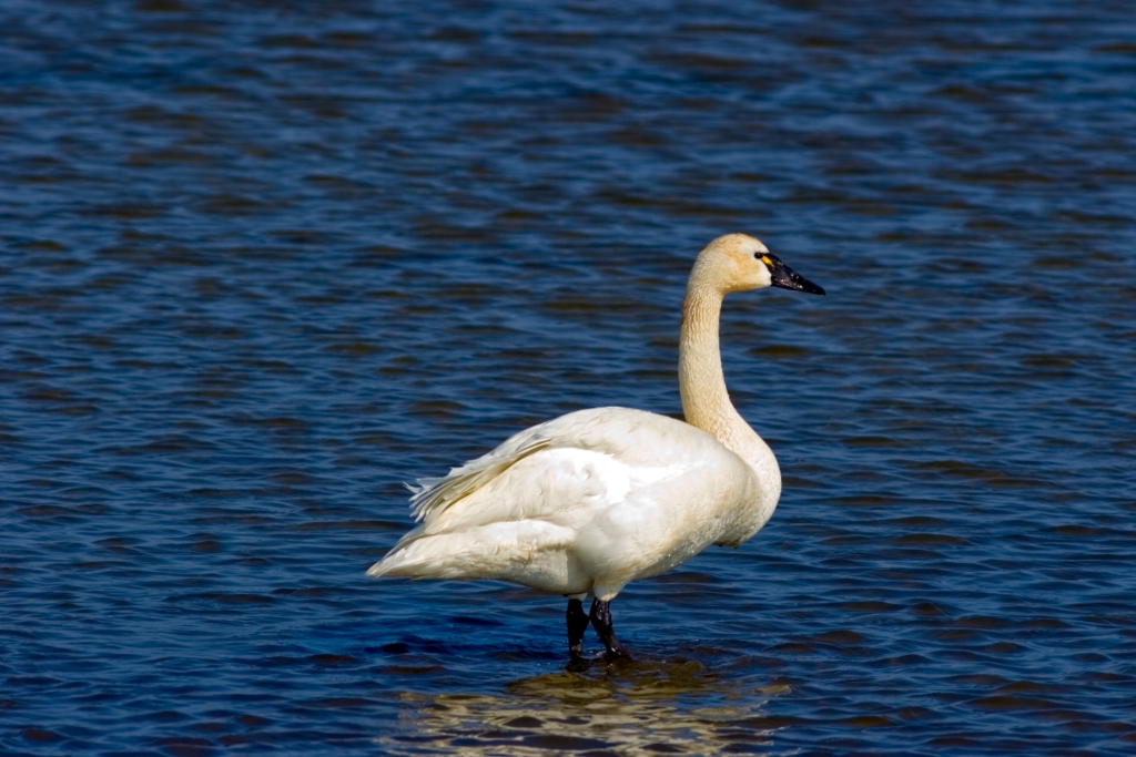 _MG_7263.jpg - Tundra Swan