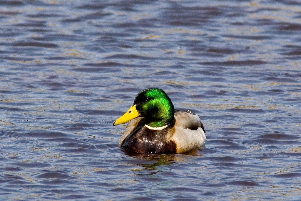 _MG_7323.jpg - Mallard