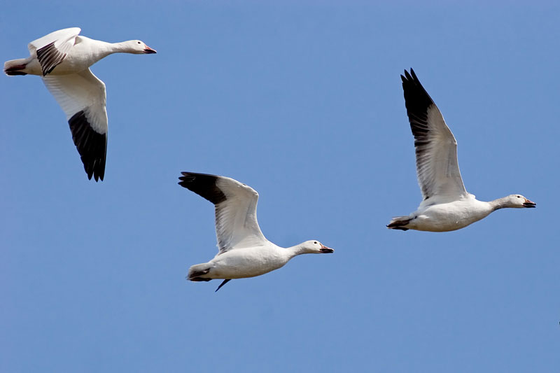 _MG_7351W.jpg - Snow Geese