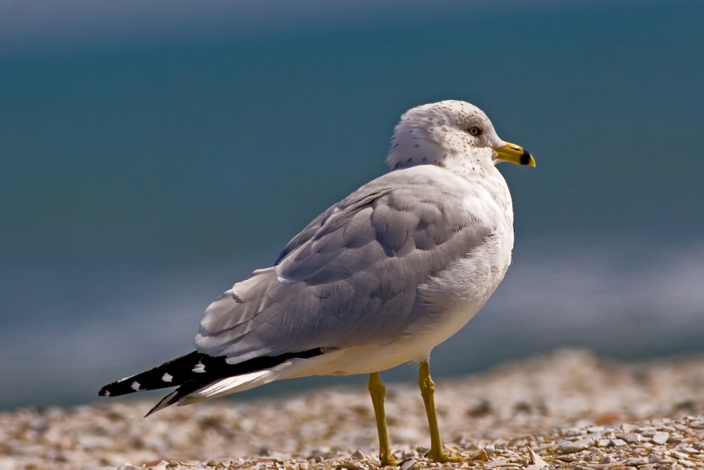 _MG_7366t.jpg - Ring-billed Gull