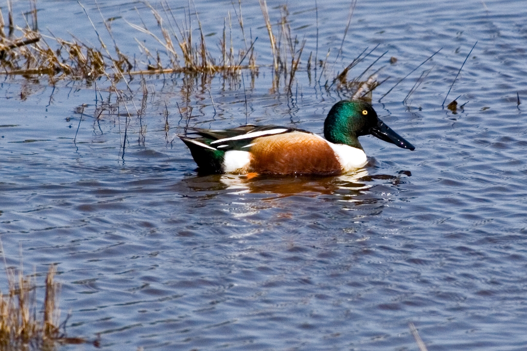 _MG_7380.jpg - Northern Shoveler