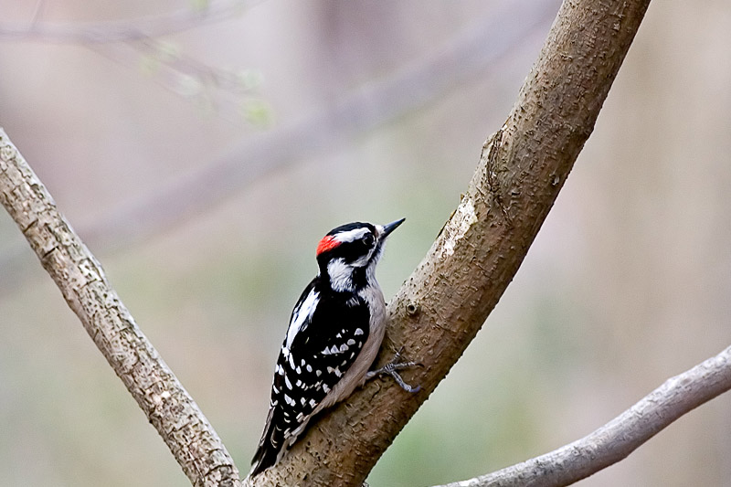 _MG_7392W.jpg - Downy Woodpecker