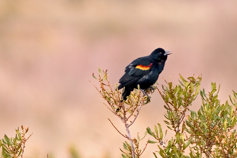 _MG_7493W.jpg - Red-winged Blackbird