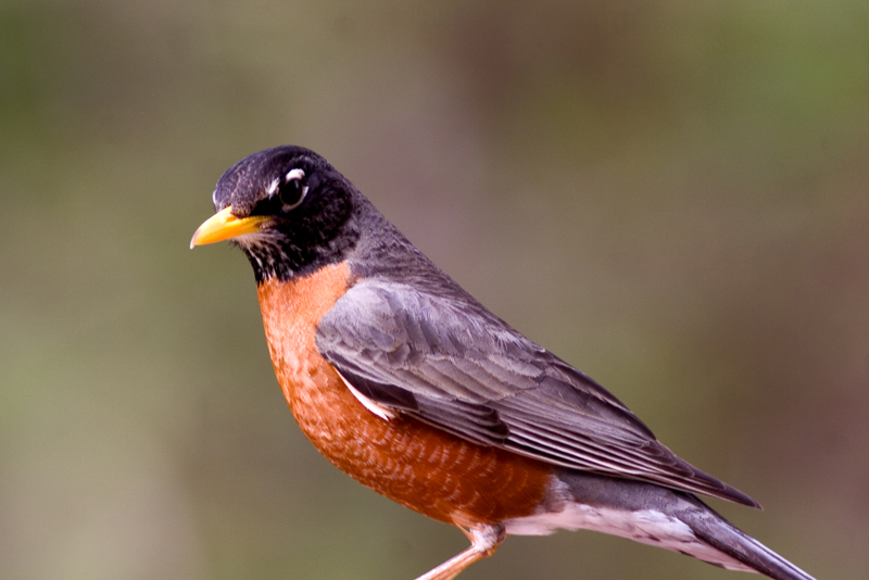 _MG_7553W.jpg - American Robin