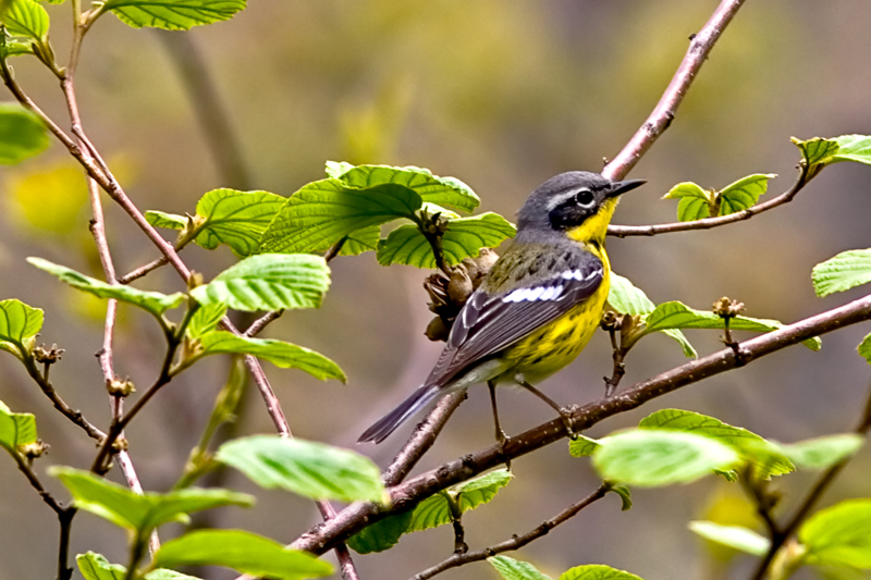 _MG_7654w.jpg - Magnolia Warbler