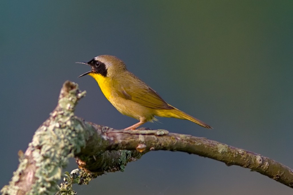 _MG_7670.jpg - Common Yellowthroat