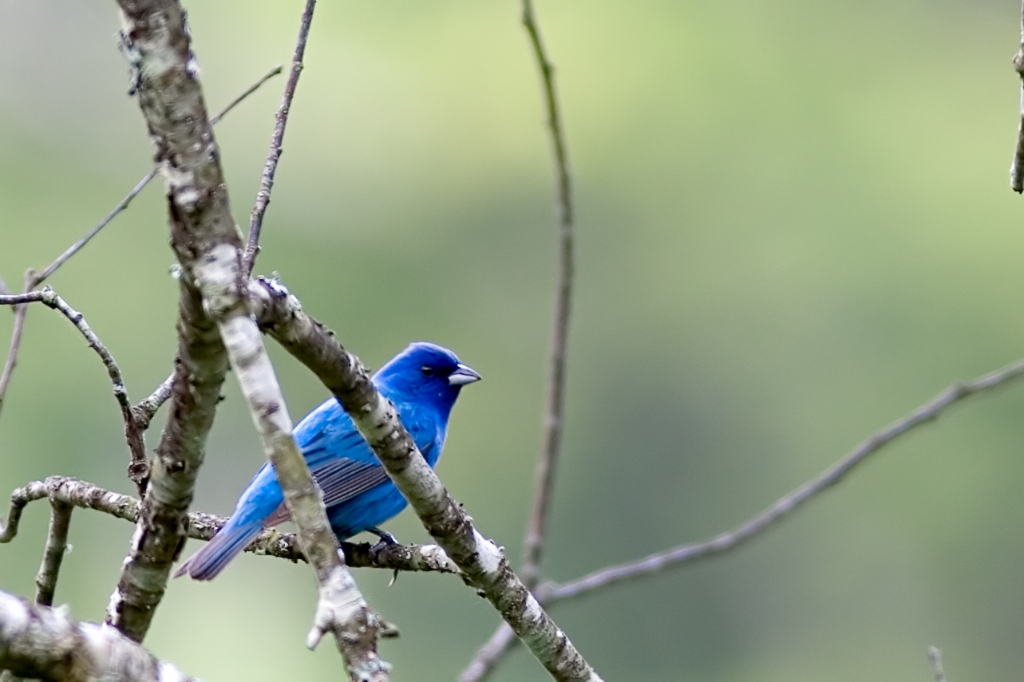 _MG_7696.jpg - Indigo Bunting