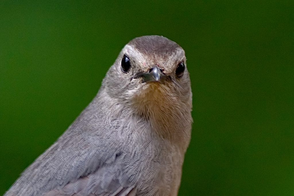 _MG_7793.jpg - Gray Catbird