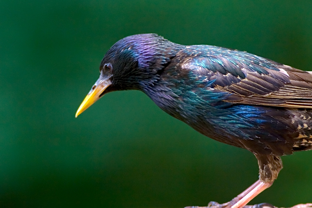 _MG_7807.jpg - European Starling