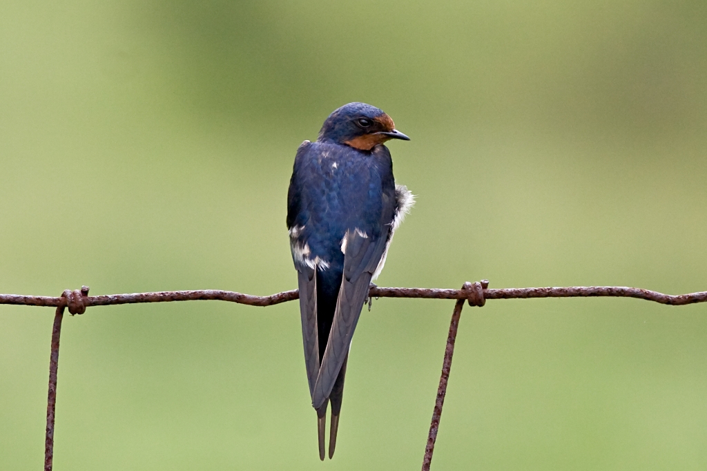 _MG_7961.jpg - Barn Swallow