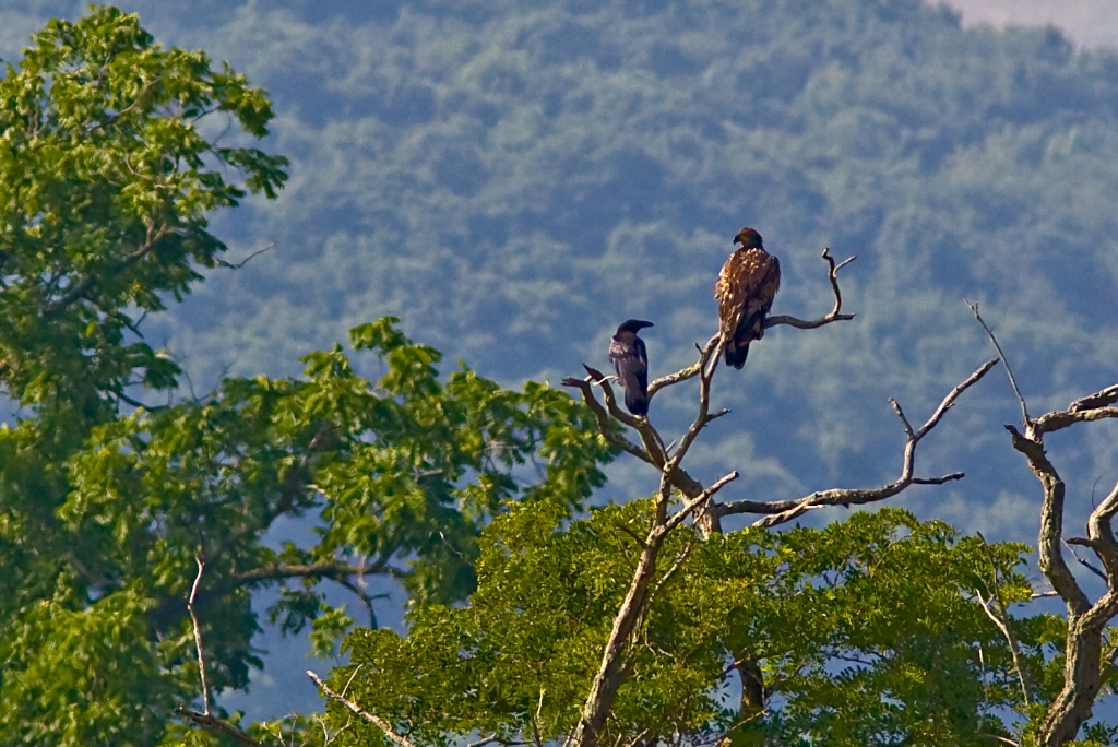 _MG_7998.jpg - Common Raven and Bald Eagle