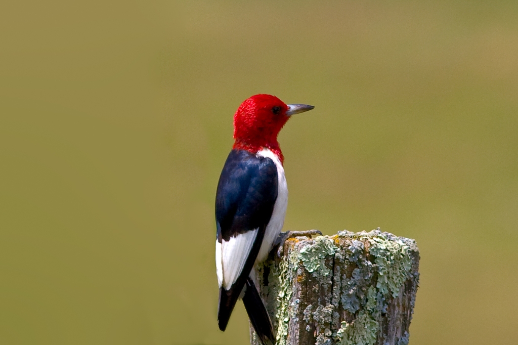 _MG_8035-2.jpg - Red-headed Woodpecker