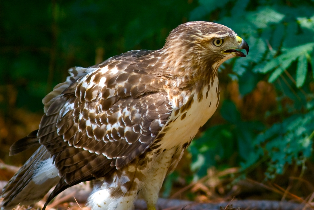 _MG_8154.jpg - Red-tailed Hawk