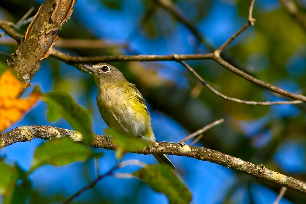 _MG_8266.jpg - Blue-headed Vireo