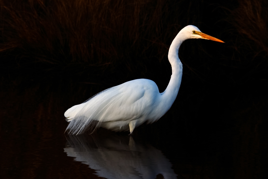 ch-01-03-04-05.jpg - Great Egret