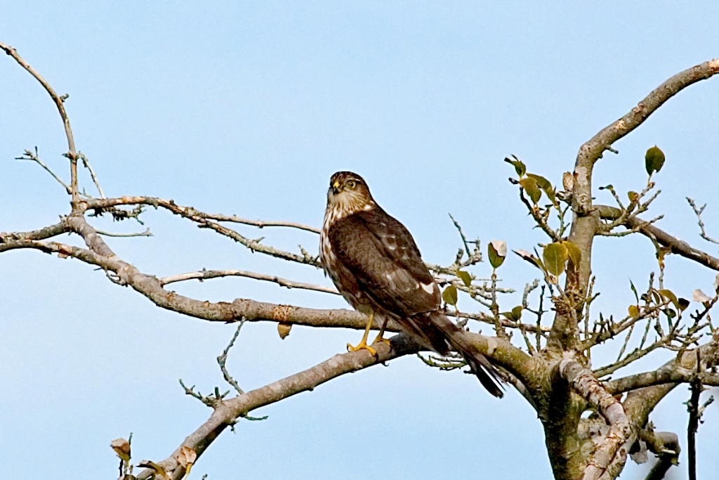 ch-01-03-04-34.jpg - Sharp-shinned Hawk