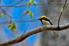 Black-Throated Green Warbler