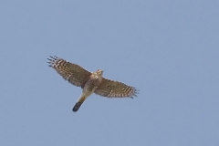 Cooper's Hawk