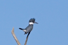 Kingfisher