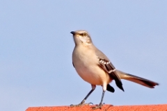 Mockingbird