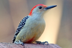 Red-bellied Woodpecker