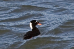 Surf Scoter