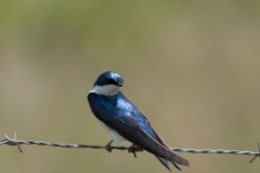 Tree Swallow