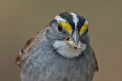 White Throated Sparrow