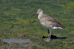 Willet