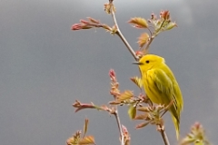 Yellow Warbler