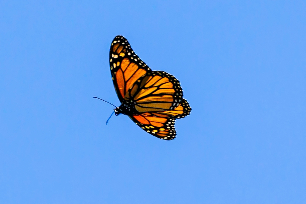 1DX2_2017_09_29-08_38_54-0275.jpg - Monarch Butterfly
