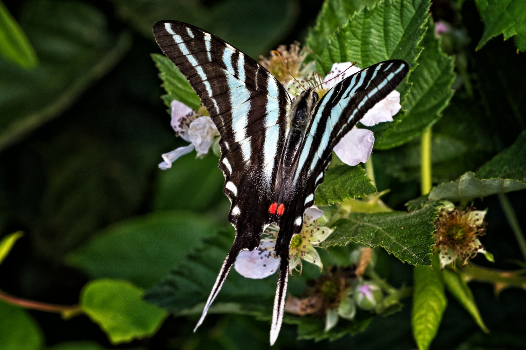 7D2_2015_06_06-09_23_59-0230.jpg - Zebra Swallowtail