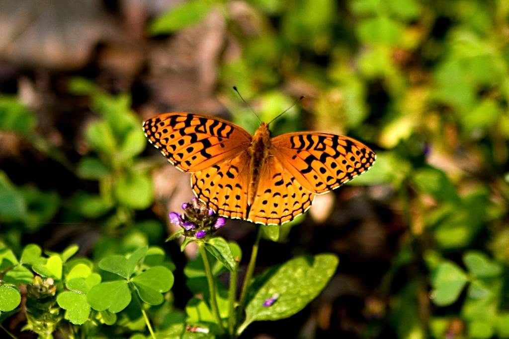 _MG_4507.jpg - Great Spangled FritillaryGreat Spangled Fritillary