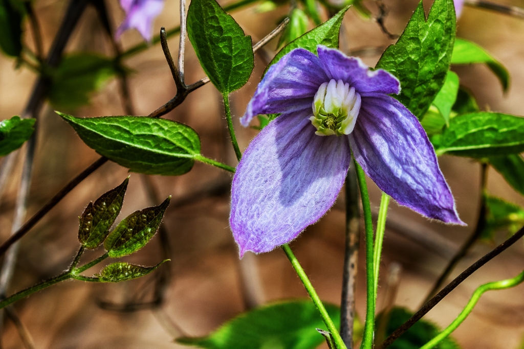 1DX2_2017_04_29-08_22_48-9529.jpg - Pufple Clematis (Clematis occidentalis)