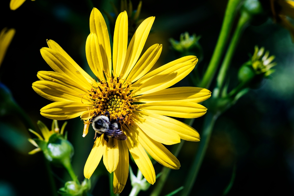 1DX2_2017_08_09-08_45_33-7095.jpg - Cup Plant (Silphium perfoliatum)