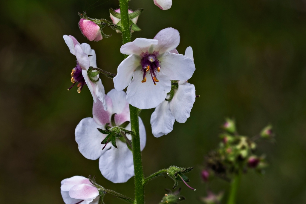 5D4_2017_06_22-10_11_26-1432.jpg - Moth Mullein (Verbascum blattaria)