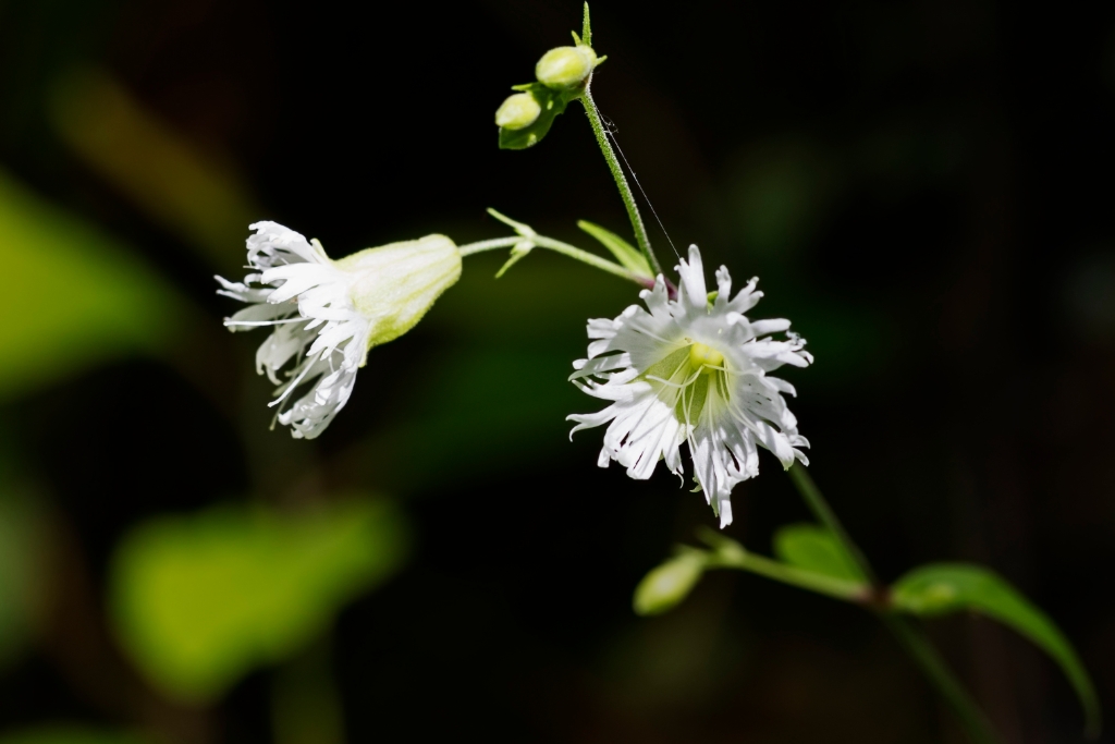 5D4_2017_07_25-09_01_11-3640.jpg - Starry Campion (Starry Campion)