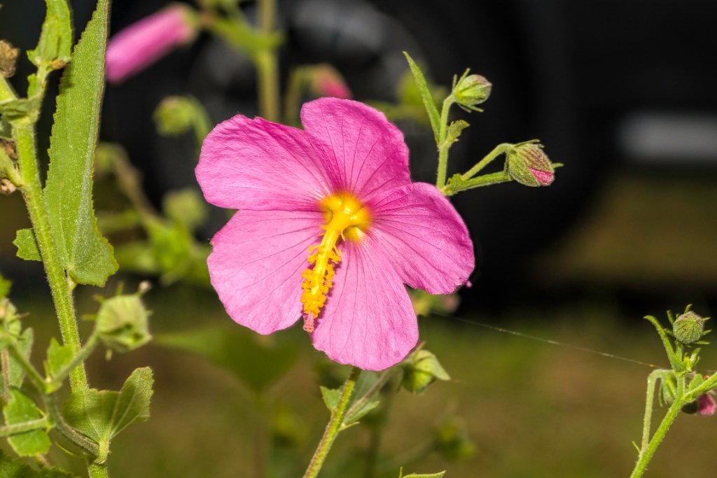 5D4_2017_09_02-06_56_14-6587.jpg - Seashore Mallow (Kosteletzkya pentacarpos)