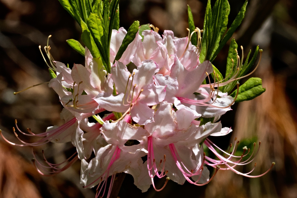 7D2_2015_05_14-13_46_02-8076.jpg - Wild Azalea (Rhododendron periclymenoides)