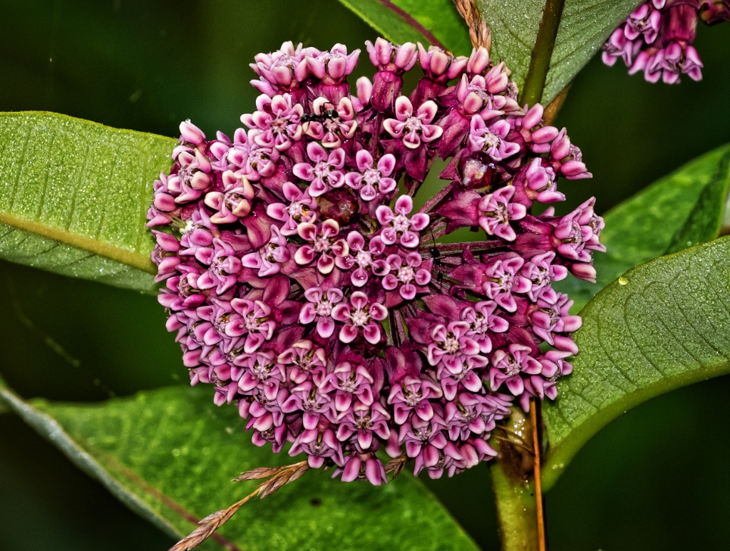 7D2_2015_07_16-08_05_25-1252.jpg - Commom Milkweed (Asclepias syriaca)