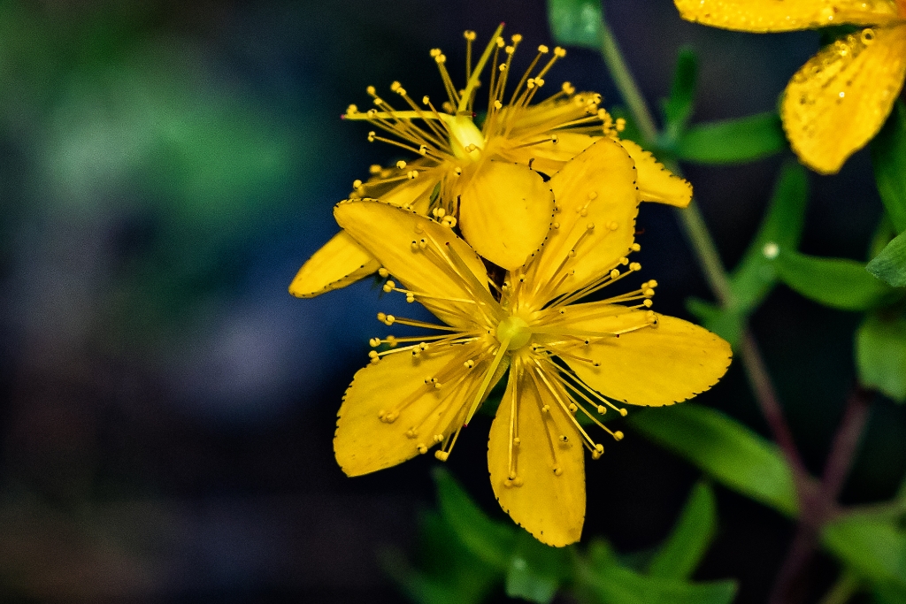 7D2_2015_07_16-08_16_55-1266.jpg - Common St. John's-wort (Hypericum perforatum)