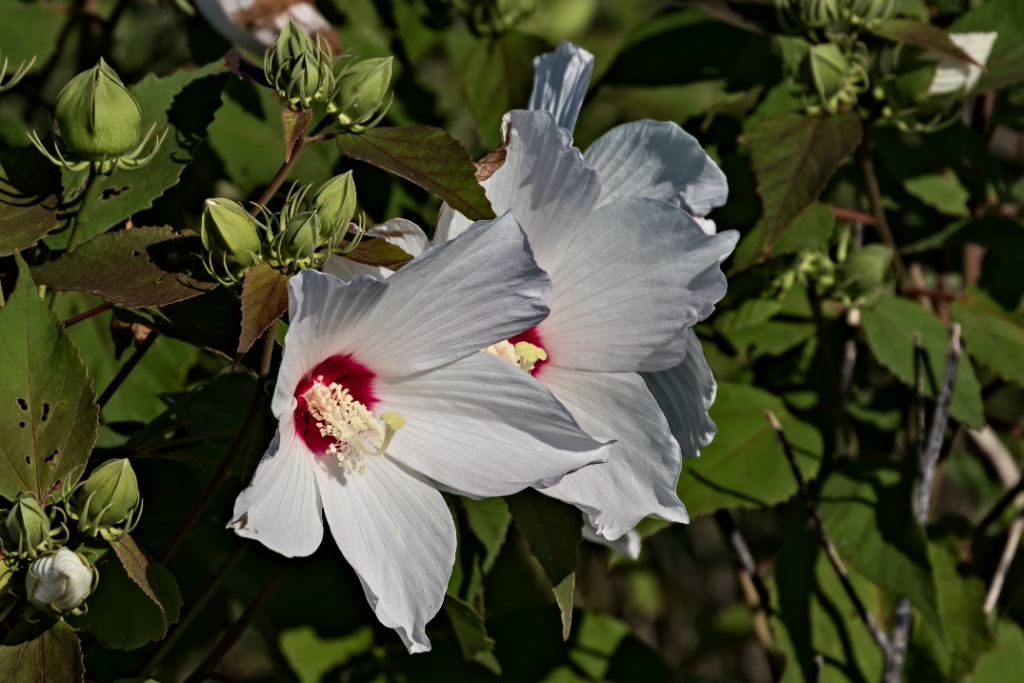 7D2_2015_07_22-08_33_28-1450.jpg - Swamp Rose Mallow (Hibiscus moscheutos)