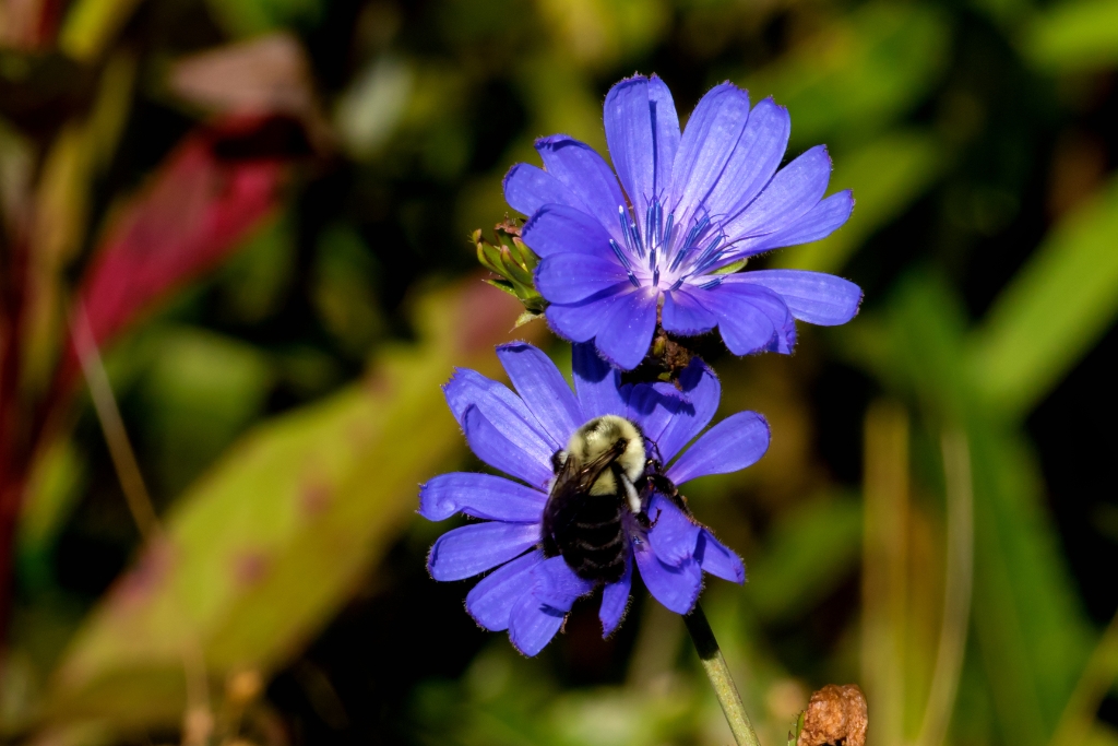 7D2_2015_08_22-09_13_28-2284.jpg - Chicory (Chicorium intybus)