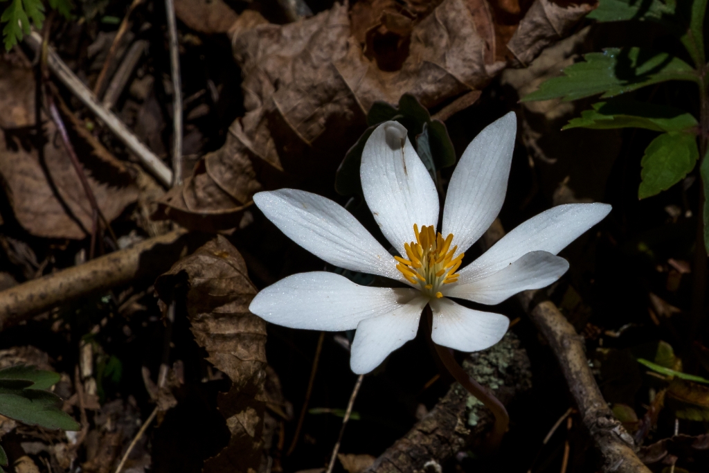 7D2a_2016_04_13-13_26_20-9858.jpg - Bloodroot (Sanguinaria canadensis)