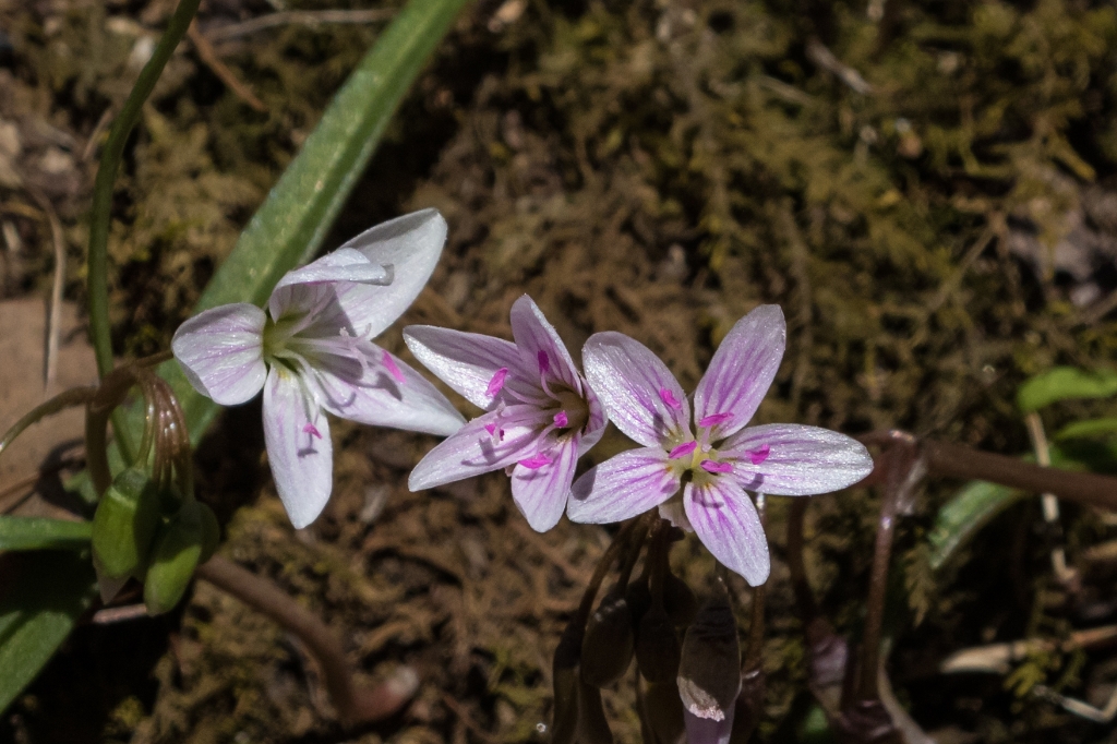 7D2a_2016_04_13-13_38_24-9884.jpg - Spring Beauty (Claytonia virginica)