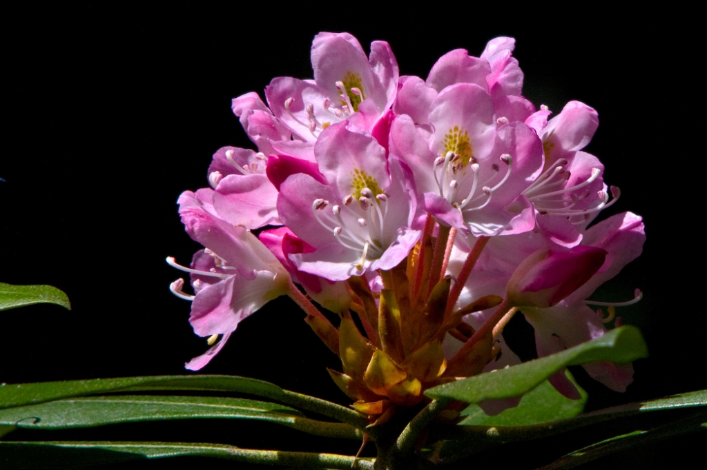 C40_MG_3510.jpg - Rhododendron