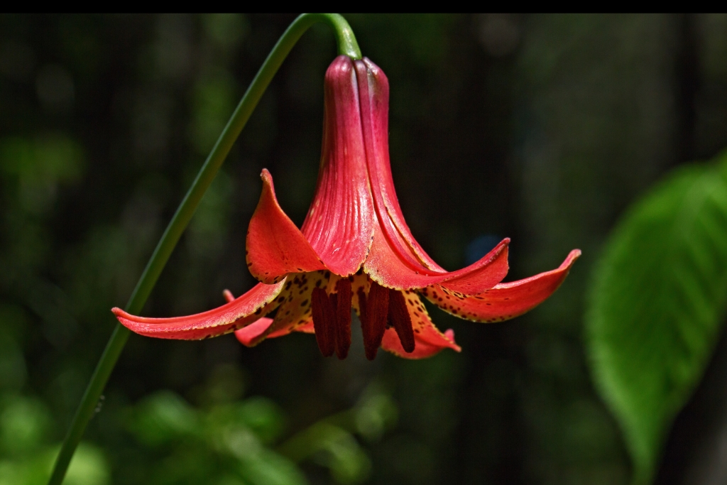 C6D_2013_06_22-14_03_10-2196.jpg - Canada Lily (Lilium canadense)