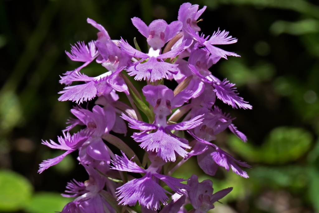 C6D_2013_06_29-11_17_17-2322.jpg - Large Purple Fringed Orchid (Platanthera grandiflora)