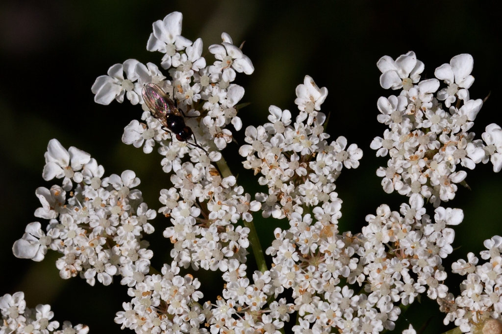 C6D_2013_08_16-08_56_18-3143.jpg - Queen Anne's Lace (Daucus carota)